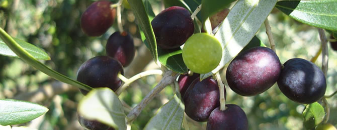 Olives-grove-670